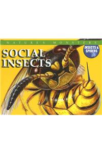 Social Insects