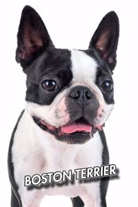 Boston Terrier