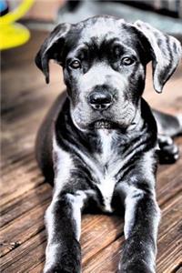 The Cane Corso Dog Journal