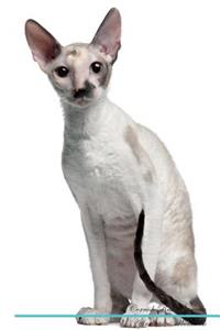 Cornish Rex Affirmations Workbook Cornish Rex Presents