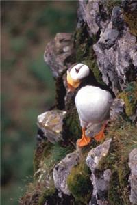 The Horned Puffin Journal