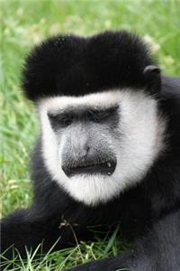 Colobus Monkey Journal