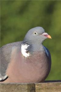 Wood Pigeon (Columba Palumbus) Bird Journal