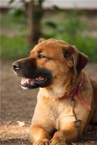 Lookout Dog Journal