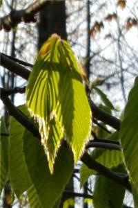 Sunlight Shadows Backlit Leaves Journal: (Notebook, Diary, Blank Book)