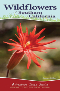 Wildflowers of Southern California