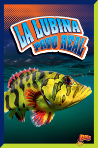 Lubina Pavo Real