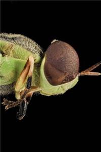 Soldier Fly Notebook