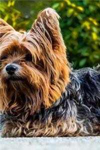 Super Cute Little Yorkshire Terrier Resting on her Paws Journal