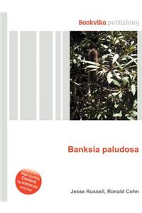 Banksia Paludosa
