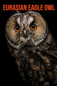 Eurasian Eagle Owl