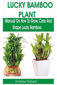 Lucky Bamboo Plant