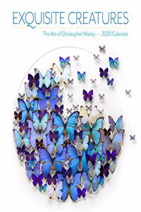 Exquisite Creatures 2020 Wall