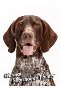 German Shorthaired Pointer