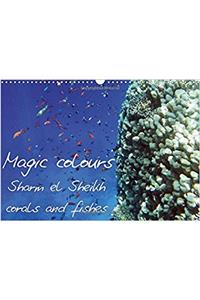 Magic Colours Sharm el Sheikh Corals and Fishes 2017