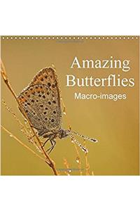 Amazing Butterflies Macro-Images 2017