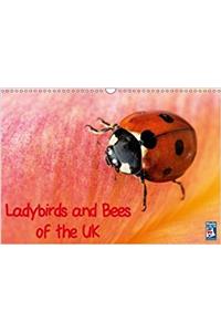Ladybirds and Bees of the UK 2018