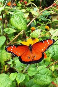 Mind Blowing Orange Butterfly Journal