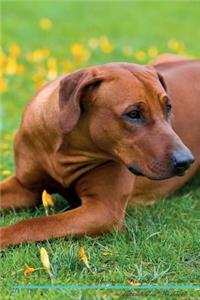 Rhodesian Ridgeback Affirmations Workbook Rhodesian Ridgeback Presents