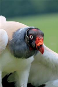 King Vulture Portrait Journal