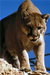 Puma Journal