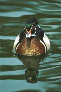 Mississippi State Waterfowl - Wood Duck Journal