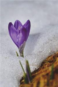 Crocus Flower in the Snow Journal