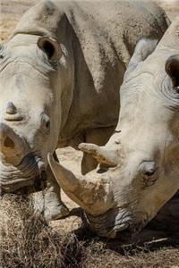 A Horny Couple of Rhinoceros White Rhino Journal
