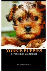 Yorkie Puppies Note Monthly 2020 Planner 12 Month Calendar