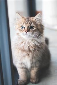 The Purrfect Kitty Cat Journal - The Peaceful Paws