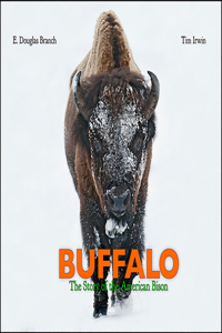 Buffalo