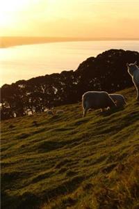 Sheep in a New Zealand Pasture at Sunset Journal