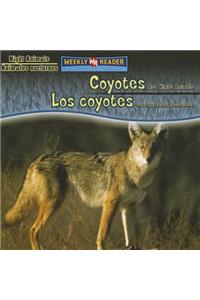 Coyotes Are Night Animals / Los Coyotes Son Animales Nocturnos