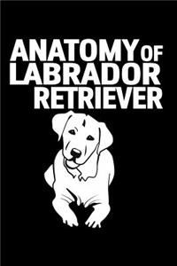 Anatomy of a Labrador Retriever