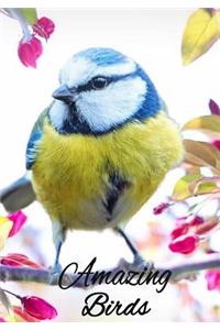 Amazing Birds