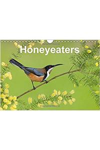 Honeyeaters 2017