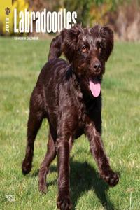 2018 Labradoodles Wall Calendar