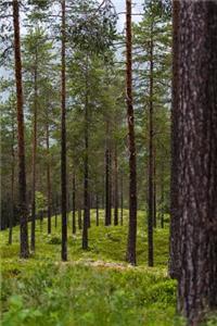 A Walk Through the Pine Tree Forest Journal
