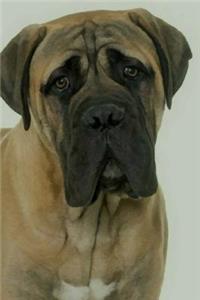 Bullmastiff