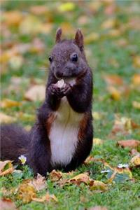 Hello There Cute Little Black Squirrel Journal