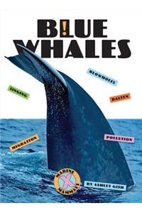 Blue Whales