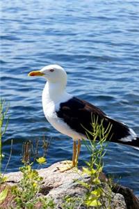 Lesser Black-Backed Gull Journal (Larus Fuscus)