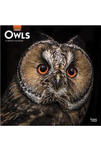 Owls 2020 Square