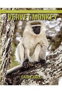 Vervet Monkey