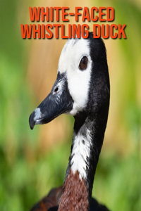 White-Faced Whistling Duck: Learn About White-Faced Whistling Duck and Enjoy Colorful Pictures