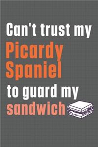 Can't trust my Picardy Spaniel to guard my sandwich