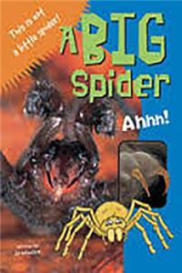 Rus A Big Spider