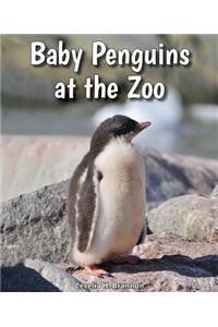 Baby Penguins at the Zoo