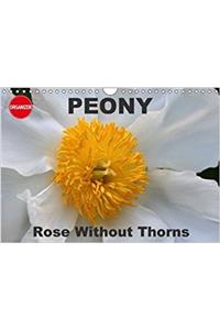 Peony Rose Without Thorns 2018