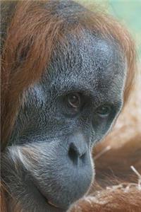 Orangutan Portrait Animal Journal